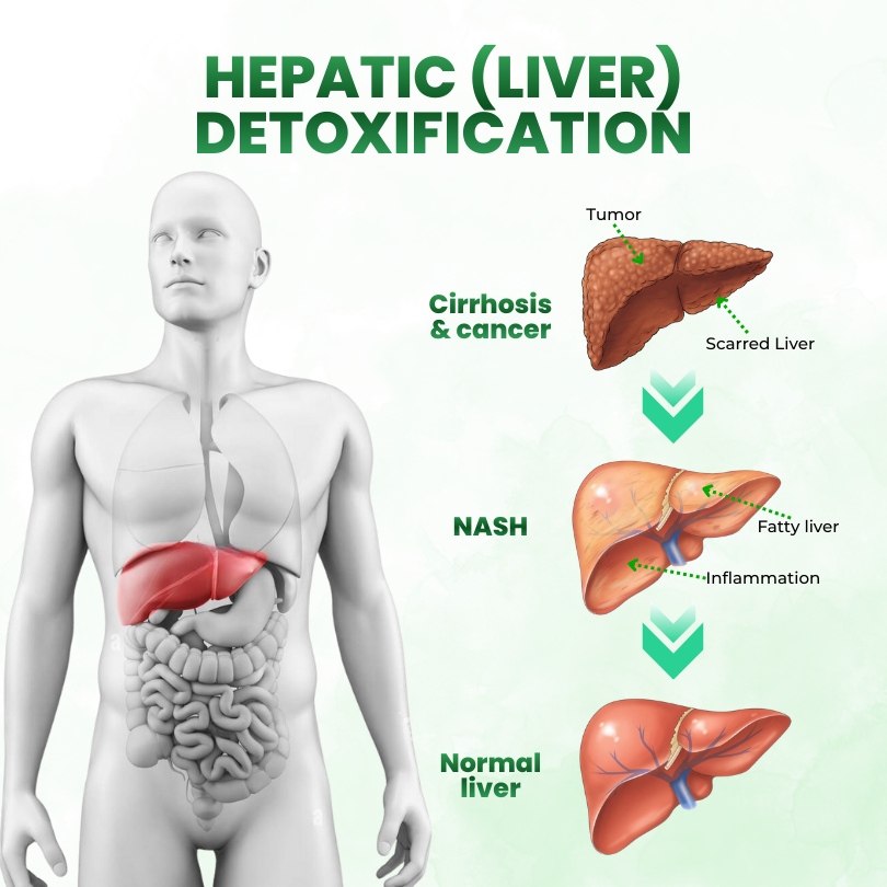 Timilk® SculptAura Moringa • Berberin + NAD+ 10-in-1 Nano-Microneedle-Patch