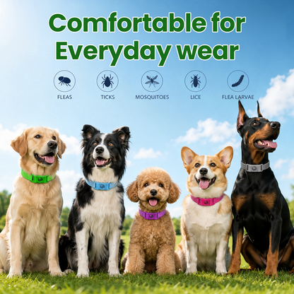 Timilk® Petlavo 12-Month Flea & Tick Collar 🐶 — Say Goodbye to Fleas & Ticks 💨, Keep Your Dog Comfortable 🌿, Long-Lasting Protection ✅